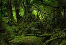 30+ Yakushima ideas in 2020 | yakushima, favorite places, world