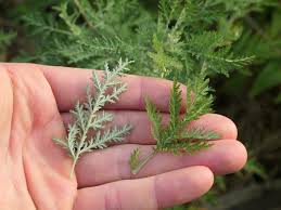 Image result for Artemisia afra