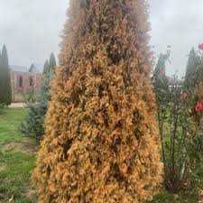 Image result for thuja drying out dead dried symptoms)