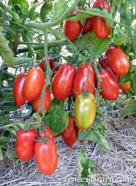 Image result for tomato San Marzano