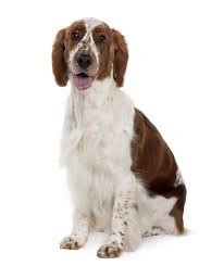 The coat of english springer spaniels is made up of a smooth, coarser outer layer with a soft undercoat over much of their body. Springer Spaniel Welsh Hunde Rassen Information Omlet