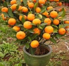 5 out of 5 stars. Creative Farmer Live Fruit Plant For Garden Orange Mia Plant Indoor Dwarf Fruit Plants Plant For Garden 1 Healthy Live Plant Amazon In Garden Outdoors