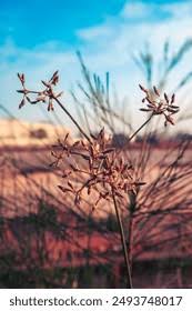 Image result for Cyperus articulatus