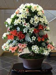 Eletmod Cikkek Viragos Fak Bonsai Flower Flower Seedlings Azalea Flower