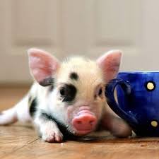 The price of micro pigs varies from breeder to breeder and where abouts in the uk are. Pin By Kaileigh Damo On Animals Cute Animals Baby Animals Teacup Piglets