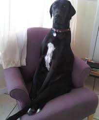 To capture your great dane performing a sit, have your reward (toys, treats, etc.) ready and your clicker, if you use one. Great Dane Sitting Couch Buzzsharer Com