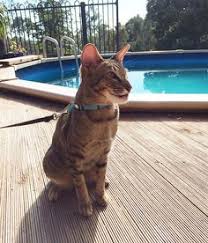 This means it's possible to be stung multiple times by the same wasp. 10 Cats Who Got Stung By Bees And Wasps Ideas Cats Pets Cats And Kittens
