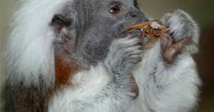 Within those 3 categories, there are a variety of options as to what they should eat. Yum Cicadas A Tasty Treat For Zoo Animals