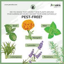 Some, like this spider, can even be beneficial. Jeevoka 6 Plants That Keep Your Home Naturally Mosquito And Pest Free