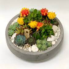Get the tutorial at succulents & sunshine. Bright Succulent And Cacti Arrangement In Cement Bowl By The Juicy Leaf