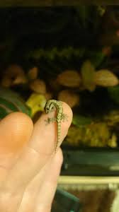 Mourning Gecko In Exo Terra Terrariums Gecko Reptiles And Amphibians Terrarium