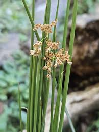 Image result for Juncus effusus