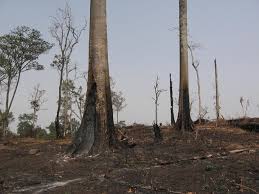 Image result for Pouteria adolfi-friederici