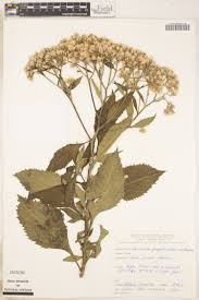 Image result for Gutenbergia rueppellii