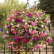 Fuchsia Old School Garden Fuchsia Plant Plants Plants For Hanging Baskets