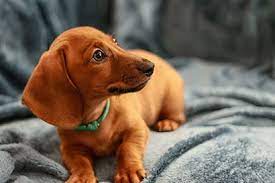 Thank you for visiting us at dachshund central. Pin On Dachshund Puppies For Sale