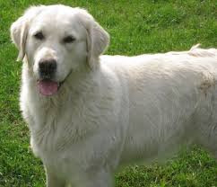 English creme pups for sale pre orders being taken. English Cream English Golden Retriever Puppies Carson City Michigan Retriever Puppy Golden Retriever English Golden Retrievers