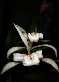 Image result for Corymborkis