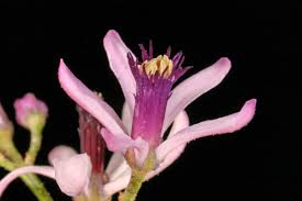 Image result for Meliaceae