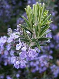 Image result for Rosmarinus officinalis
