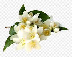 Download Hd Transparent Flowers Jasmine Flower Transparent Background Clipart 4159570 Pinclipart 12,186 best jasmine flower ✅ free vector download for commercial use in ai, eps, cdr, svg vector illustration graphic art design format.jasmine, jasmine flower isolated, flowers, lavender flower, rose, white flower, jasmine vector, jasmine flower vector, gardenia, ylang ylang. jasmine flower transparent background
