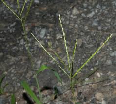 Image result for Digitaria sanguinalis