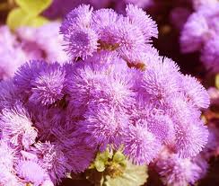 Image result for Ageratum