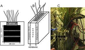 We did not find results for: Electricity Generation By A Plant Microbial Fuel Cell With An Integrated Oxygen Reducing Biocathode Sciencedirect