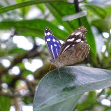 It is bounded on the south by a straight 360 meter section of the elisenstraße and on the other sides by. Munich Germany Munchen Deutschland Tropische Schmetterlinge Im Botanischen Garten Munchen Deutschland Botanischer Garten Munchen