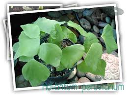 Image result for Parkeriaceae