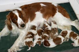 It is an independent breed, yet very devoted to its family. News Wyld Wynd Welsh Springer Spaniels