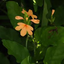 Image result for Crossandra puberula