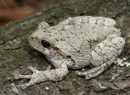 Pacific treefrog (pseudacris regilla) (formerly hyla regilla) also known as the. Gray Tree Frog Facts