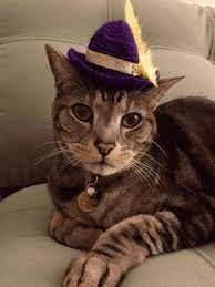Pin On Dress Up Kitties