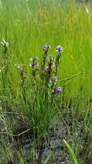 Image result for Brachycorythis velutina
