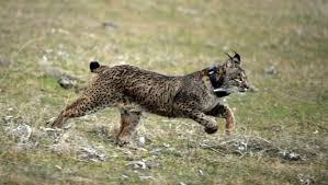 Ссылка на полный каталог lynx. Saving The Iberian Lynx From Extinction One Cat At A Time