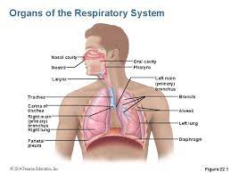 22 Part 1 The Respiratory System Pages 645