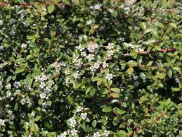 Strauch, kriechende form, gegenständige blätter, elliptische, der rand des blattes. Teppichmispel Kriechmispel Queen Of Carpets Frieders Evergreen Cotoneaster Dammeri Queen Of Carpets Frieders Evergreen Baumschule Horstmann