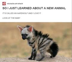 Pin On Funny Wild Animals