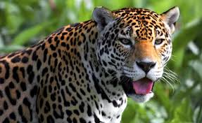 This population has declined over decades and almost eliminated by 1960. From Yucatan To Arizona From Sonora To New Mexico The Return Of The Jaguar