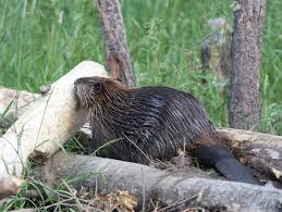 How do i get rid of them? How To Deal With Problem Beaver In New Jersey Wildlifehelp Org