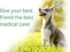 Latest information on health paws pet insurance services, coverage, costs and plan overview. 10 Healthypaws Pet Insurance Foundation Ideas Pet Insurance Pets Dog Insurance