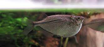 Silver Hatchetfish Behaviour Shoaling Habitat Size Water Ph Feeding And Tankmates Fish Profile Common Hatchetfish