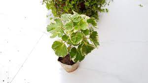 Jun 29, 2021 · like most houseplants, ming aralia is a tropical plant, meaning it cannot survive temps below 50 f. Arelia Care And Propagation Care Of Aralia Plant How To Grow And Care Aralia Fun Gardening Youtube