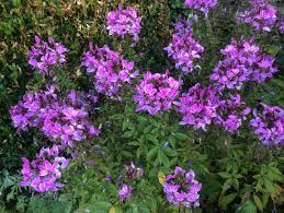 Image result for Cleome elegantissima