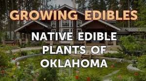 But, if you're tempted to forage for them in the wild, then take. Native Edible Plants Of Oklahoma Youtube