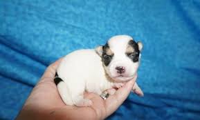 Because we breed some of the best havanese. Chocolate Havanese For Sale Jacksonville Fl