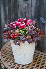 プロが解説】クリスマスにぴったり！１鉢で華やかさ続くブーケのような12月の寄せ植え | GardenStory (ガーデンストーリー)