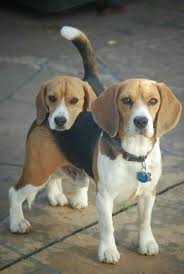 Beagle Evcil Hayvanlar Beagle Evcil Hayvanlar Hayvanlar