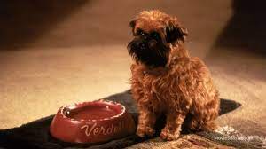 As Good As It Gets Publicity Still Dogs Good Things Get Movies